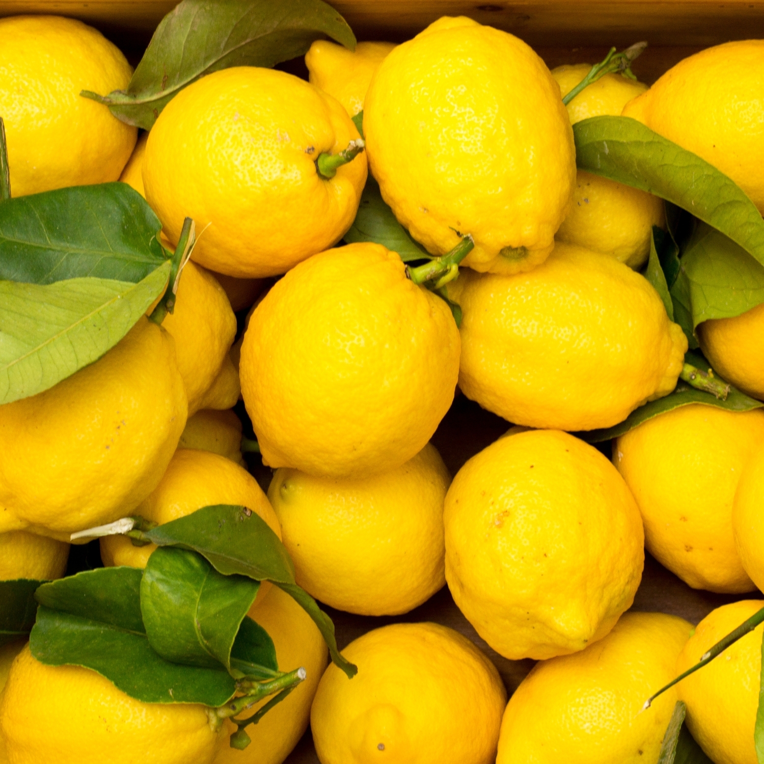 Squeeze Lemons | Nielsen Citrus Products Company, Inc.